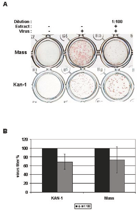 Figure 2 Impact of the elderberry extract on propagation of IV. A) Focus size reduction assay. MDCK cells were infected with the two virus strains as indicated and incubated for 48 h in the presence of the extract (1:100). Foci were detected by immunochem