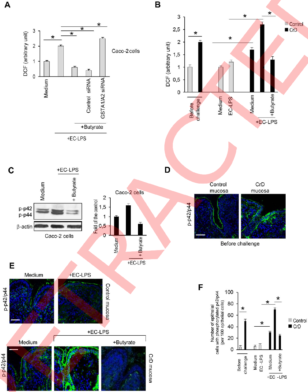 Histone deacetylase activity in intestinal epithelial cells is measured following butyrate exposure, linking epigenetic modulation to the observed anti-inflammatory phenotype.