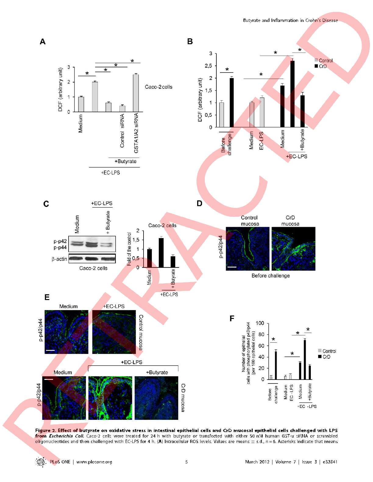 Cytokine secretion profiles including IL-6, IL-8, and TNF-α are quantified in cell culture supernatants, with butyrate-treated cells showing significantly attenuated inflammatory responses.