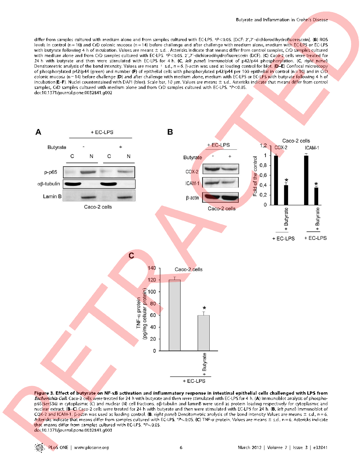 Intracellular reactive oxygen species levels are visualized in LPS-challenged intestinal cells with and without butyrate treatment, showing reduced oxidative stress in supplemented cultures.