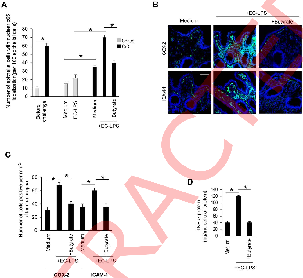Apoptosis rates in intestinal epithelial cells exposed to LPS are compared between butyrate-treated and control conditions, indicating a cytoprotective effect of the short-chain fatty acid.