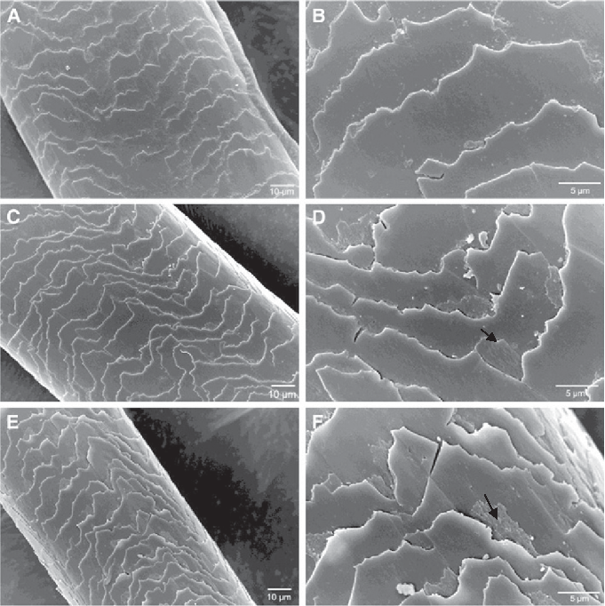Figure 6 Scanning electron microscopy (SEM) analysis of colored hair A, B –Control; C, D - After the treatment with the enzymatic hydrolysates and straightener at 180°; E, F- After the treatment with the enzymatic hydrolysates without heat. Arrows indicat