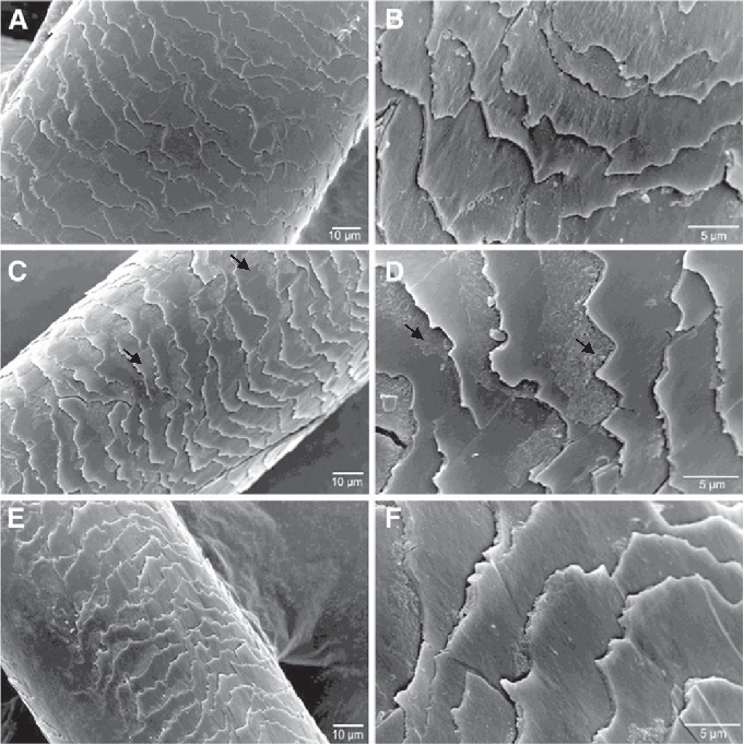 Figure 7 SEM Micrography analysis of colored and straightened hair after enzymatic hydrolysate treatment. Treated hair A, B - Control; C, D- After treatment with the enzymatic hydrolysates and straightener at 180°; E, F- After treatment with the enzymatic
