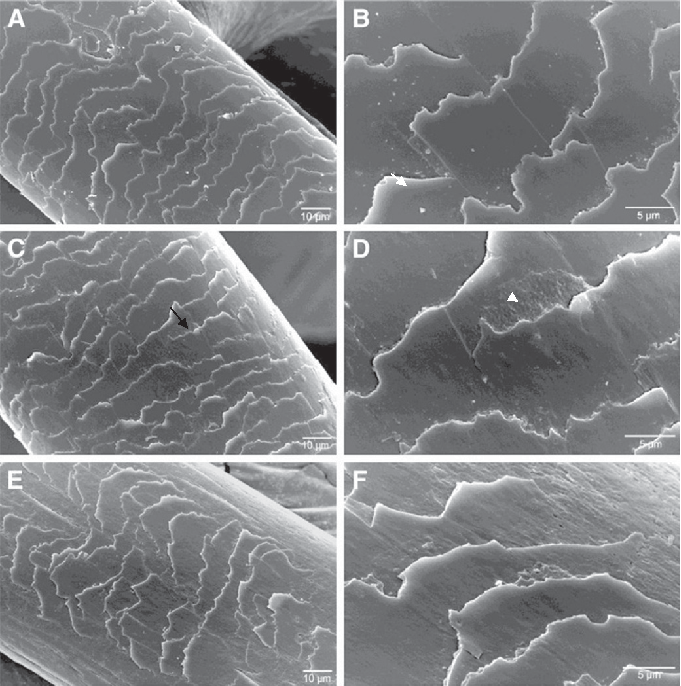 Figure 8 Electronic scanning microscope images obtained from an untreated bleached hair (A, B) and treated with the enzymatic hydrolysates with heat (C,D) or without heat (E,F). Black arrow indicates deposit of peptides from the enzymatic hydrolysates and