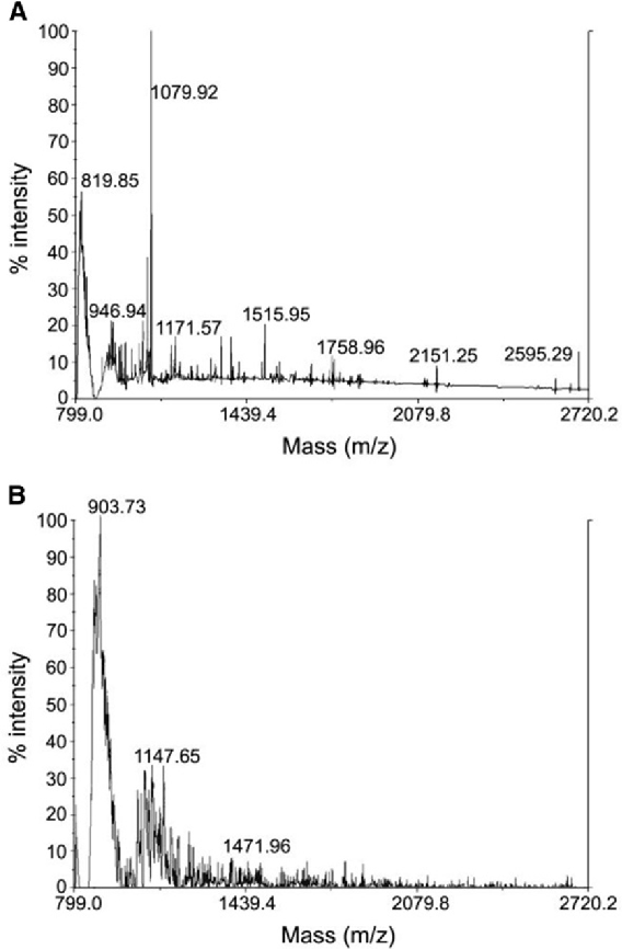 Figure 4 MALDI-TOF MS analysis of the enzymatic keratin hydrolysates from feather keratin by Bacillus subitilis (A) and a commercial hydrolysate (KH1) (B). For details see Materials and Methods.