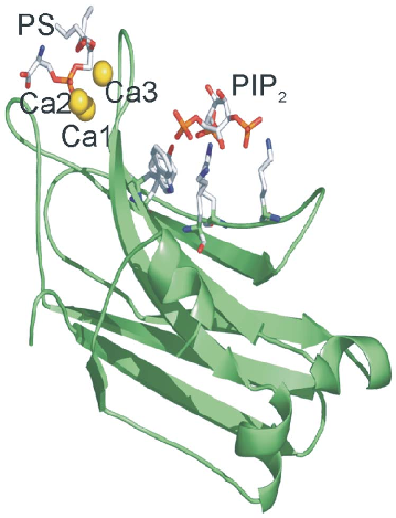 The crystal structure of the PKCα C2 domain bound to calcium, phosphatidylserine, and PIP2 in a quaternary complex is rendered, showing the spatial arrangement of lipid-binding sites.