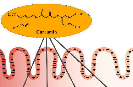 Figure 1. The curcumin activity in mucosal.