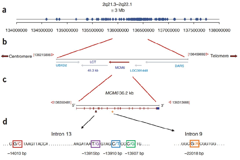 Figure 1. Map of the lactase (LCT) and minichromosome maintenance 6 (MCM6) gene region and location of genotyped single nucleotide polymorphisms (SNPs). (a) Distribution of 123 SNPs included in genotype analysis; (b) map of the LCT and MCM6 gene region; (