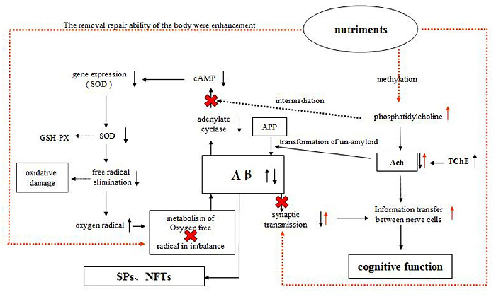 A schematic diagram illustrates the proposed mechanisms by which the compound nutrient mixture may protect against Alzheimer's pathology, including acetylcholine and cAMP signaling.