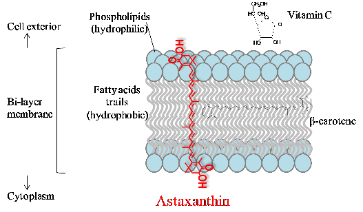 Astaxanthin's transmembrane orientation is unique among carotenoids, spanning the entire lipid bilayer with its polar end groups anchored at both membrane surfaces. This positioning enables superior antioxidant protection of membrane lipids.