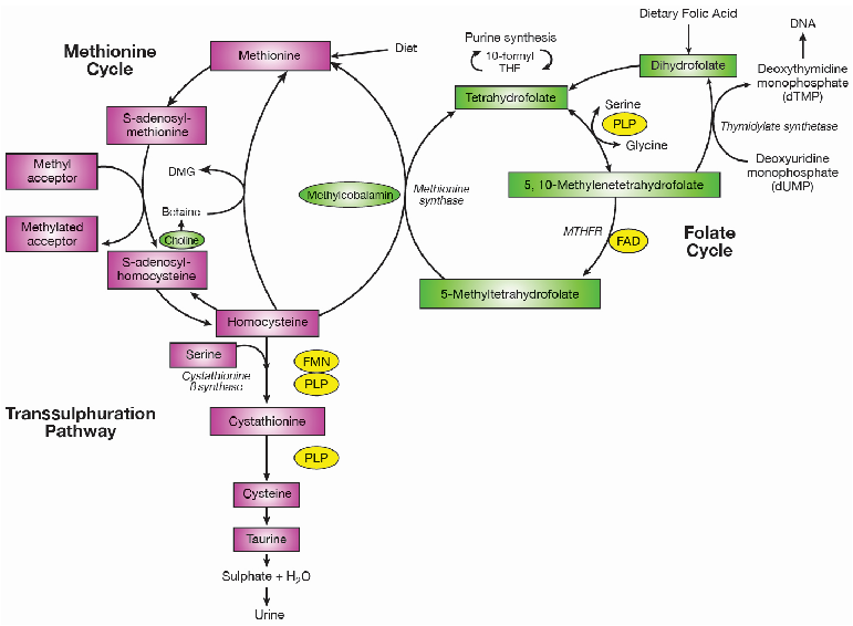 Figure 1. One-carbon metabolism. Abbreviations: PLP, plasma pyridoxal phosphate; MTHFR, methylenetetrahydrofolate reductase; FAD, ﬂavin adenine dinucleotide; FMN, ﬂavin mononucleotide. Adapted from [16].