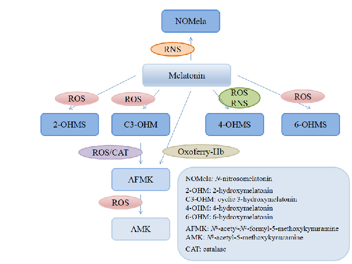 Figure 2. Melatonin and its metabolites.