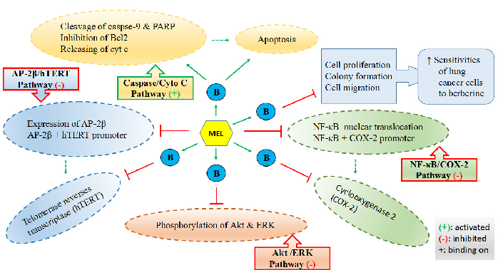 Figure 3. Mechanisms of melatonin enhancing the sensitivities of lung cancer cells to berberine (B).