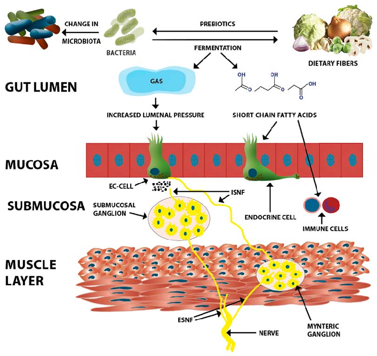 Figure 1. Likely mechanisms through which dietary fiber affects the functions of the gastrointestinal tract. Dietary fiber acts as a prebiotic to intestinal microbiota that causes changes in their composition and induces the growth of beneficial bacteria.