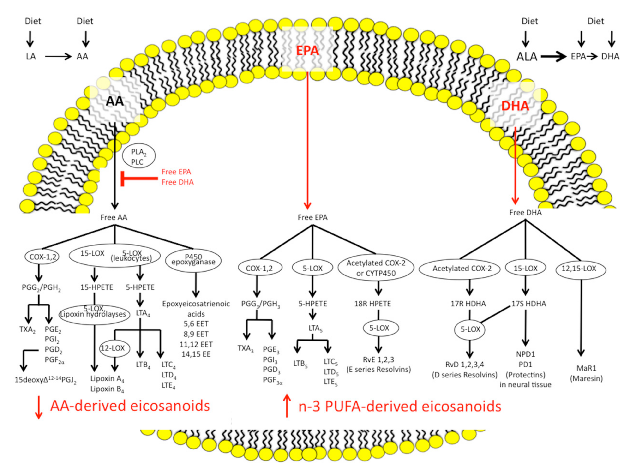Figure 1. Outline of the pathways of synthesis for the n-3 and n-6 polyunsaturated fatty acids eicosanoids and the specialised pro-resolving mediators. AA, arachidonic acid; ALA, α-linolenic acid; COX, cyclooxygenase; CYTP450, cytochrome P450 enzymes; DHA