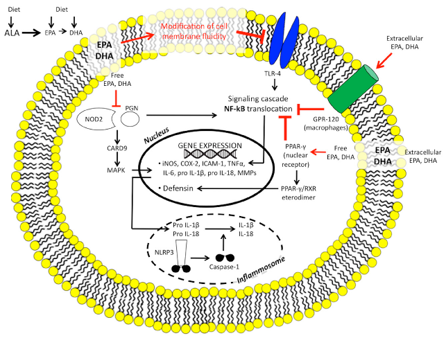Figure 2. The n-3 polyunsaturated fatty acid targets of intestinal innate immunity. ALA, α-linolenic acid; CARD, caspase recognition domain; COX, cyclooxygenase; DHA, docosahexaenoic acid; EPA, eicosapentaenoic acid; GPR, G-protein coupled receptor; ICAM,