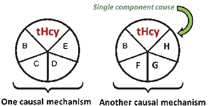 Fig. 1. Hypothetical ‘sufﬁcient causes’ for dementia that involve raised plasma total homocysteine (tHcy) as one of the single component causes. For example, B might be age, C hypercholesterolemia, D hypertension, E smoking, F ApoE4, G low physicalactivit