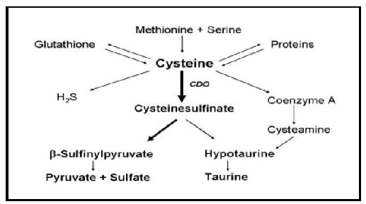 Figure 2. Summary of cysteine metabolism [8].