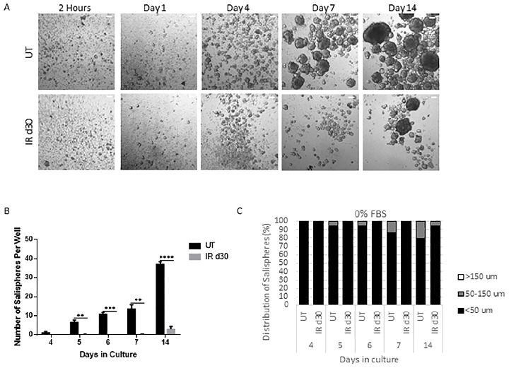 Fig 1. Sphere-forming efficiency decreases following radiation. A single 5 Gy dose of radiation (IR d30) was given to 4–6 week old female FVB mice and parotid glands were collected 30 days following radiation for sphere formation assay. Representative bri