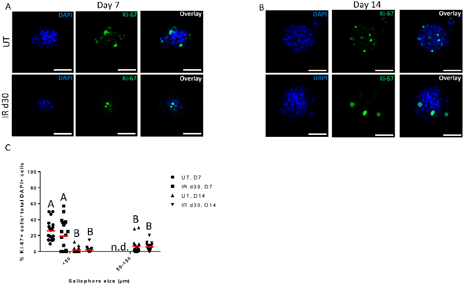 Fig 2. Similar proliferation rates are observed in untreated and irradiated salispheres cultured in serum-free conditions. Untreated and irradiated parotid-derived salispheres were fixed after 7 and 14 days in culture and stained for Ki-67 (green). Repres