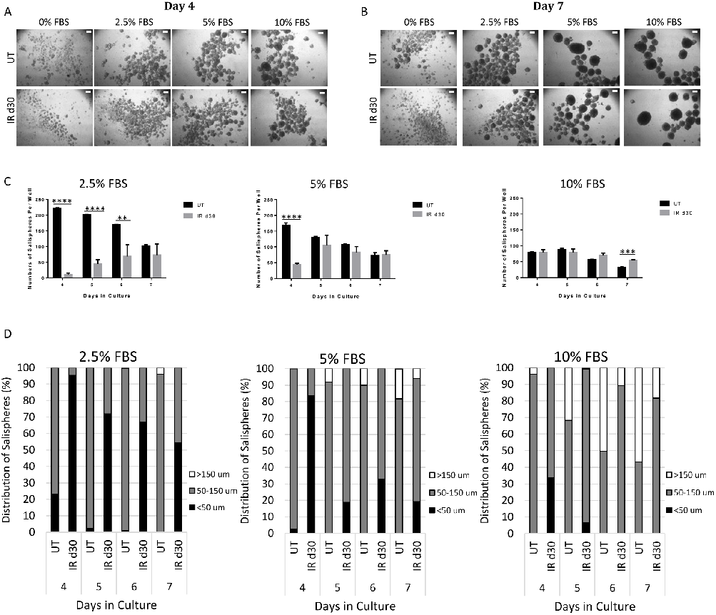 Fig 3. FBS increases sphere-forming efficiency of irradiated parotid-derived cells. Representative bright field images of salispheres grown from UT (untreated) and IR d30 (irradiated) glands in serum-free media, supplemented with different concentrations 