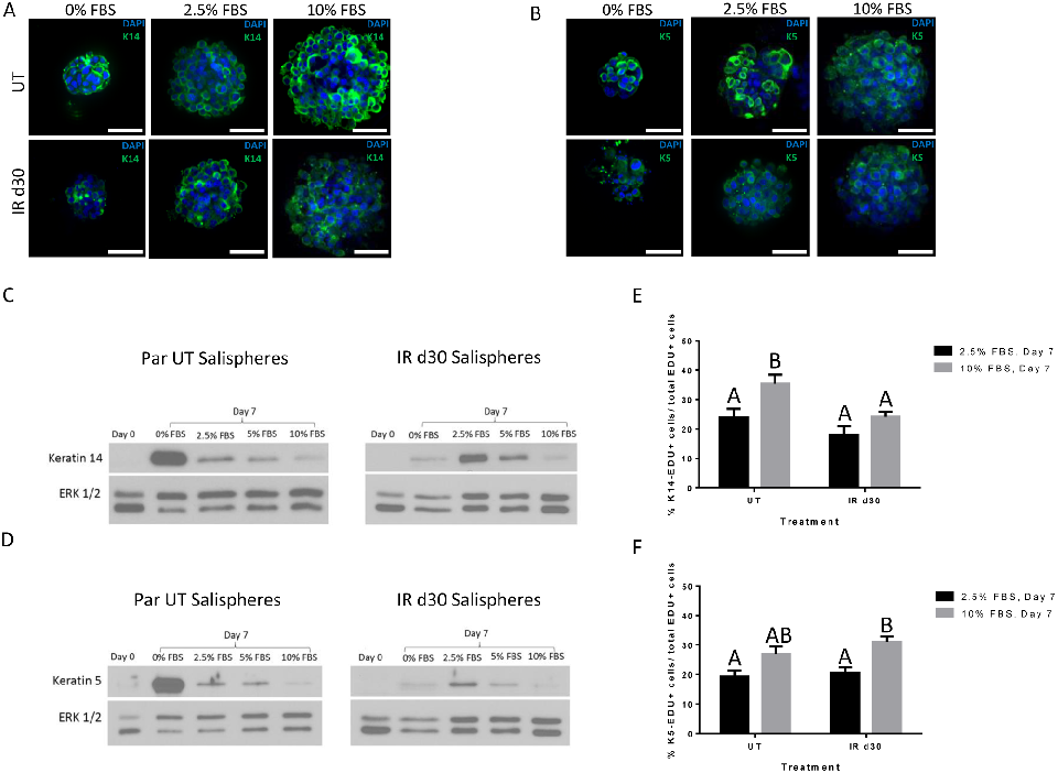 Fig 5. Expression of salivary stem/progenitor markers by salisphere cells. Untreated and irradiated parotid-derived salispheres, maintained under different FBS concentrations, were fixed after 7 days in culture and stained for Keratin 5 (K5) or Keratin 14