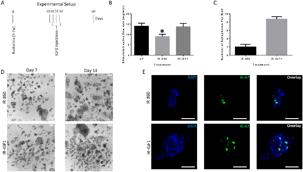 Fig 6. Post-radiation treatment with IGF1 increases sphere-forming efficiency of irradiated parotid-derived cells. A single 5 Gy dose of radiation was given to 4–6 week old or 8 week female FVB mice followed by injections of insulin growth factor 1 (IGF1)
