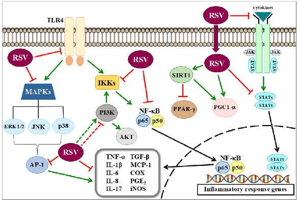 Figure 1. Some of the molecular bases of resveratrol anti-inflammatory effects. Inflammation induces the activation of several cell signaling pathways. The exact mechanism of RSV-mediated protection is not yet understood, but it was described that RSV int