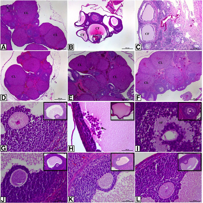 Fig. 1 Histopathological alterations in ovarian sections of the control and the experimental groups. a control; b PCOS; c solvent; d resveratrol; e metformin and f metformin+resveratrol group. g-l higher magnification of the follicles in these groups, res