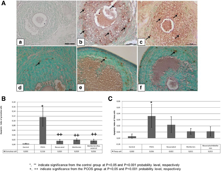 Fig. 4 A TUNEL analysis of granulosa and theca cells in control, PCOS, resveratrol, metformin and metformin+resveratrol groups. a; control, b; PCOS, c; solvent, d; resveratrol, e; metformin and f; metformin+resveratrol groups. Apoptotic cells are indicate