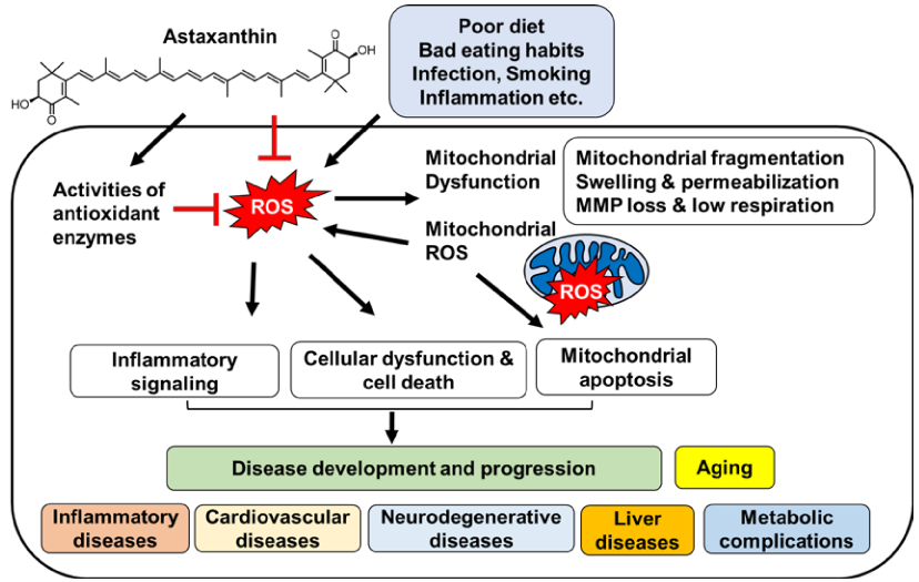 Figure 1. The proposed mechanism by which astaxanthin inhibits oxidative stress-induced mitochondrial dysfunction, and development and progression of diseases.