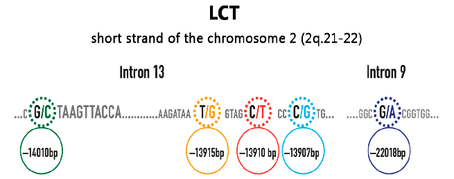 Figure 2. Some of the most important single nucleotide polymorphisms in the lactase gene (modiﬁed from [13]).