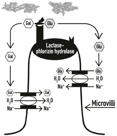 Figure 1. In the presence of an adequate amount of lactase, lactose is hydrolysed into galactose (Gal) and glucose (Glu), which are rapidly absorbed into the bloodstream, together with H2O molecules (modiﬁed from [5]).