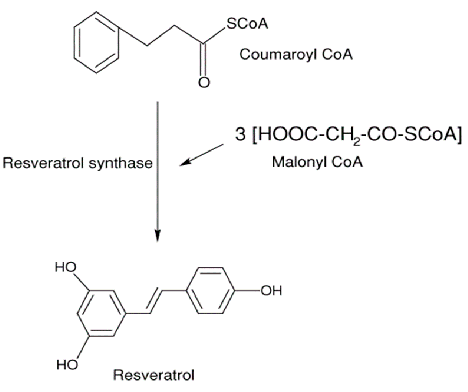 Figure 2. Resveratrol synthesis from malonyl-CoA and 4-coumaroyl CoA [43].