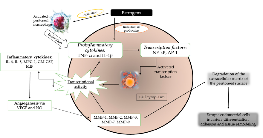 Figure 3. Illustration of molecular pathways in the development of endometriosis [7,68,73–75].