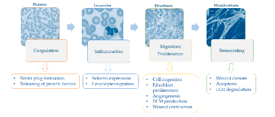 Figure 2. Phases and speciﬁc events of the wound healing process.