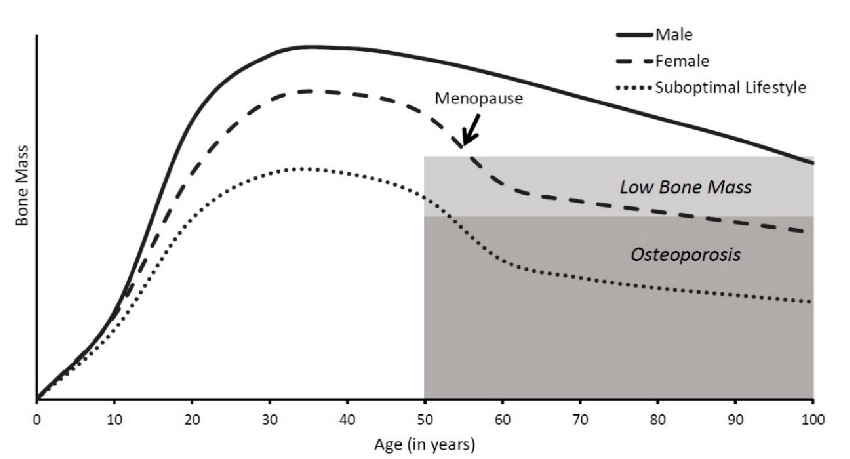 Figure 1. Bone mass throughout the life span. Bone accumulates rapidly in childhood and grows at maximal rates during puberty. Peak bone mass is reached by age 30, and then slowly decreases. Females typically accumulate less bone mass than males and rapid