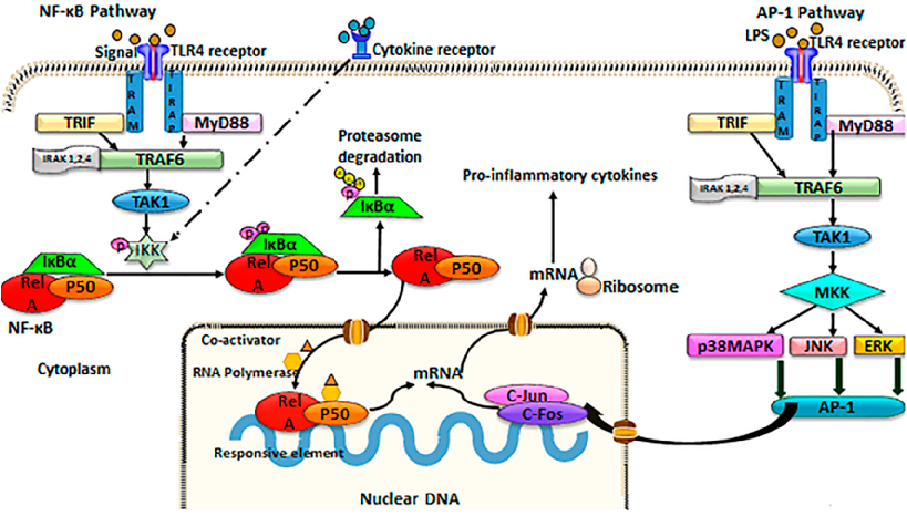 Figure 1. Schematic of TLR4/NF-κB/AP-1 signaling.