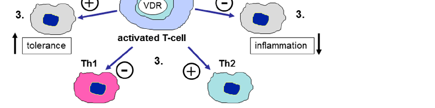 Figure 1. Vitamin D and barrier function in the gastrointestinal tract. Schematic representation of the expression of the vitamin D receptor (VDR) and vitamin D-activating enzyme (CYP27B1) in human colonic epithelial cells, antigen presenting cells such a