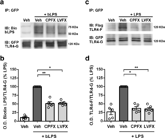 LPS binding and TLR4 dimerization assays in Ba/F3 cells demonstrate that fluoroquinolones interfere with the initial receptor activation step of innate immune signaling.