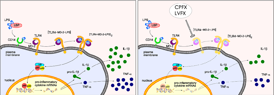 Proposed mechanistic model depicts how ciprofloxacin and levofloxacin target the TLR4-MD-2 complex to block LPS-induced downstream signaling cascades and cytokine production.
