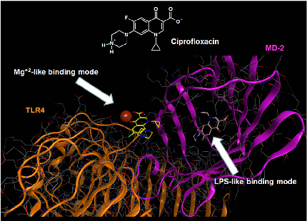 Molecular docking analysis reveals two alternative binding conformations of ciprofloxacin within the TLR4-MD-2 complex binding pocket, suggesting direct physical interaction with the innate immune receptor.