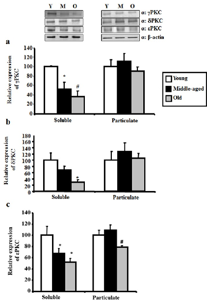 Western blot analysis of gamma, delta, and epsilon PKC levels in hippocampus across young, middle-aged, and aged rats demonstrates progressive age-related reduction.