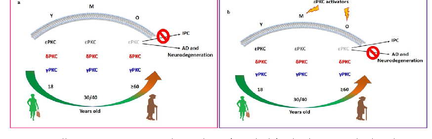 RACK1 and RACK2 protein levels in hippocampal tissue are quantified by Western blot across three age groups, with both scaffolding proteins showing age-related reductions.