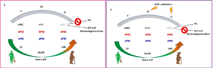 Schematic representation of PKC isoform and RACK protein distribution in membrane fractions of young versus aged rat hippocampus illustrates the age-dependent loss of neuroprotective mechanisms.