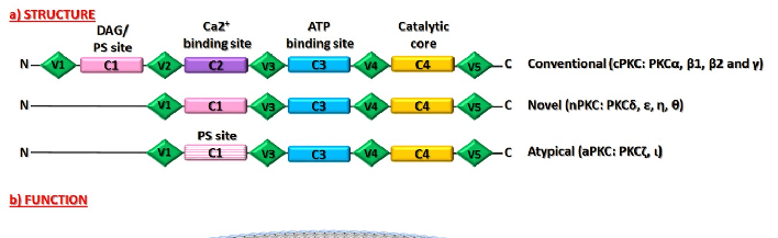 Subcellular distribution of PKC isoforms between cytosolic and membrane fractions is analyzed, showing altered translocation patterns in aged brain tissue.