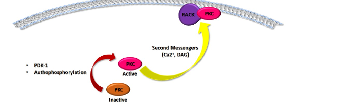 RACK1 and RACK2 scaffolding protein levels are measured in aging hippocampus, indicating reduced anchoring capacity for activated PKC isoforms.