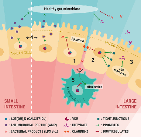 Figure 1 Epithelial mechanisms of vitamin D: (1) increased VDR activity is shown to repress NF-κB-dependent epithelial apoptosis pathways in experimental colitis. (2) Claudin-2 (CL-2), a paracellular cation channel involved in barrier formation, seems to 