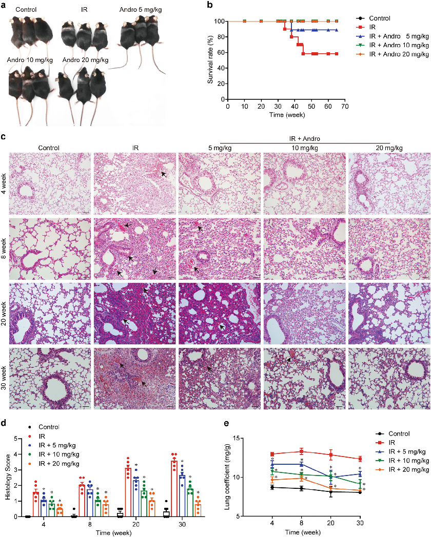 Fig. 1 Andrographolide protected mice from radiation-induced lung injury. Mice were exposed to 18 Gy irradiation and then treated with the indicated doses of Andrographolide for 4 weeks after irradiation. a Representative images of mice at 8 weeks post-ir