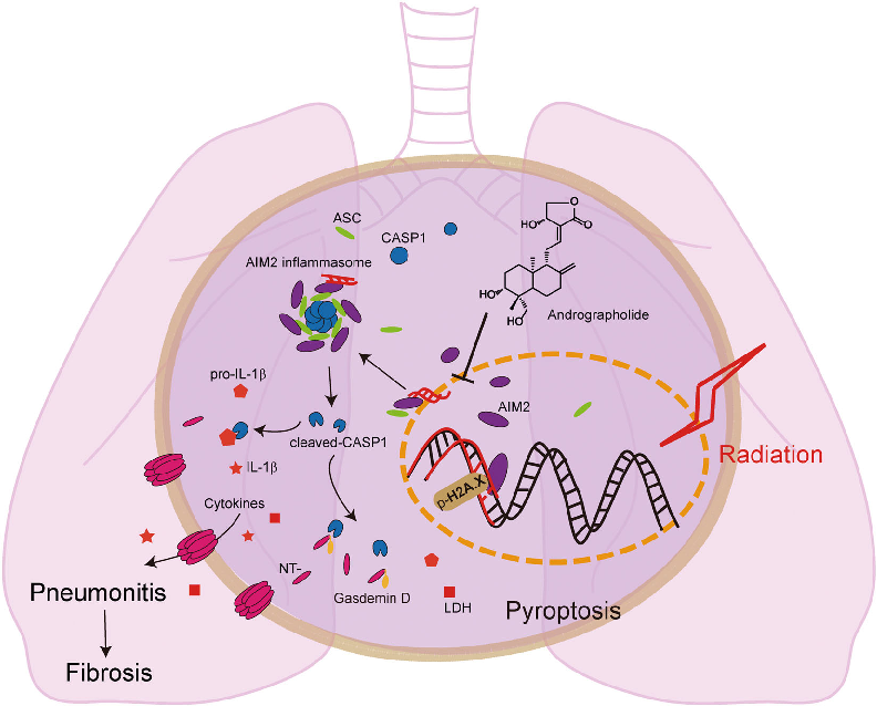 Fig. 7 A graphic illustration of the mechanism of Andrographolide ameliorating radiation-induced lung injury. Andrographolide inhibits Caspase-1-mediated Gasdermin D-dependent pyroptosis in macrophage by preventing AIM2 from translocating into nucleus to 